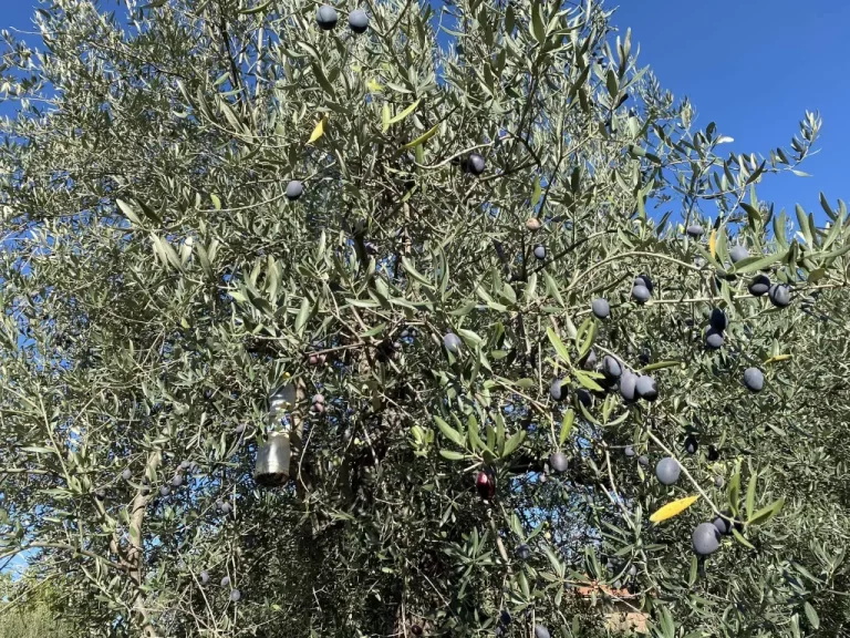 OLIO GIUSEPPE NATURABIO L'ORO DELL'ETNA